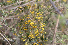 Berberis ruscifolia