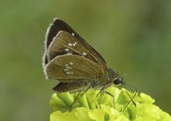 Polytremis pellucida
