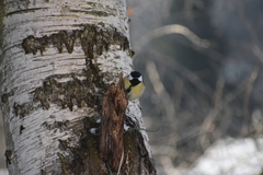 Parus major