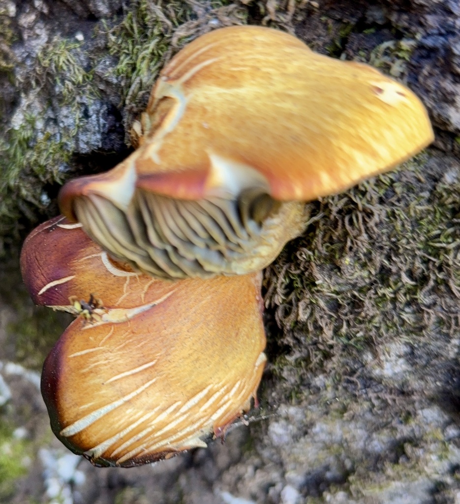 Omphalotus olivascens · January 2026 · photo: © hllrnnr (iNaturalist, cc0)