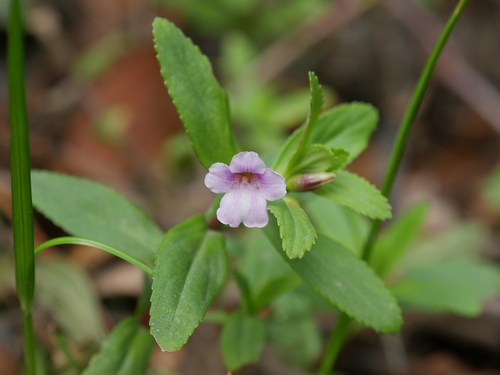 Limnophila aromatica