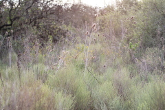 Baccharis notosergila