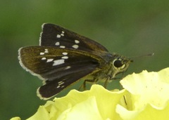 Polytremis pellucida