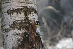 Parus major