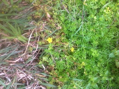 Oxalis exilis