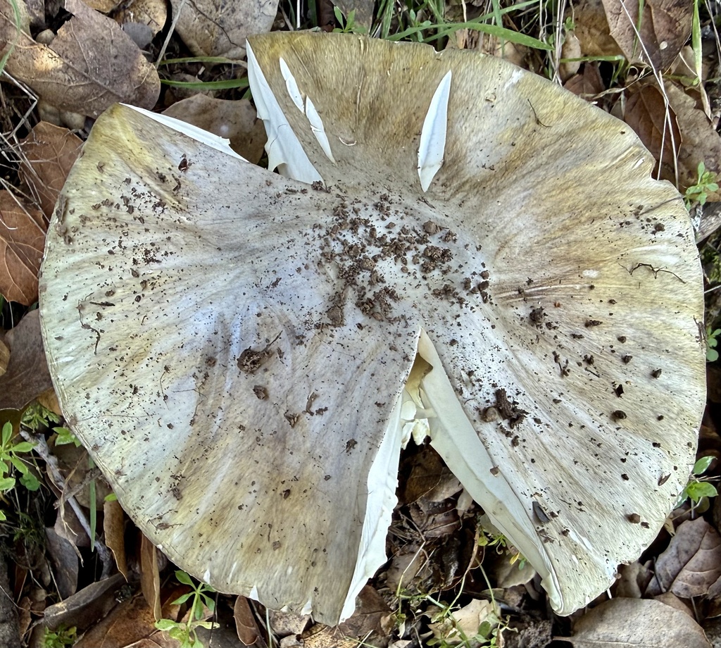 Amanita phalloides · January 2026 · photo: © hllrnnr (iNaturalist, cc0)