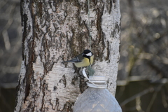 Parus major