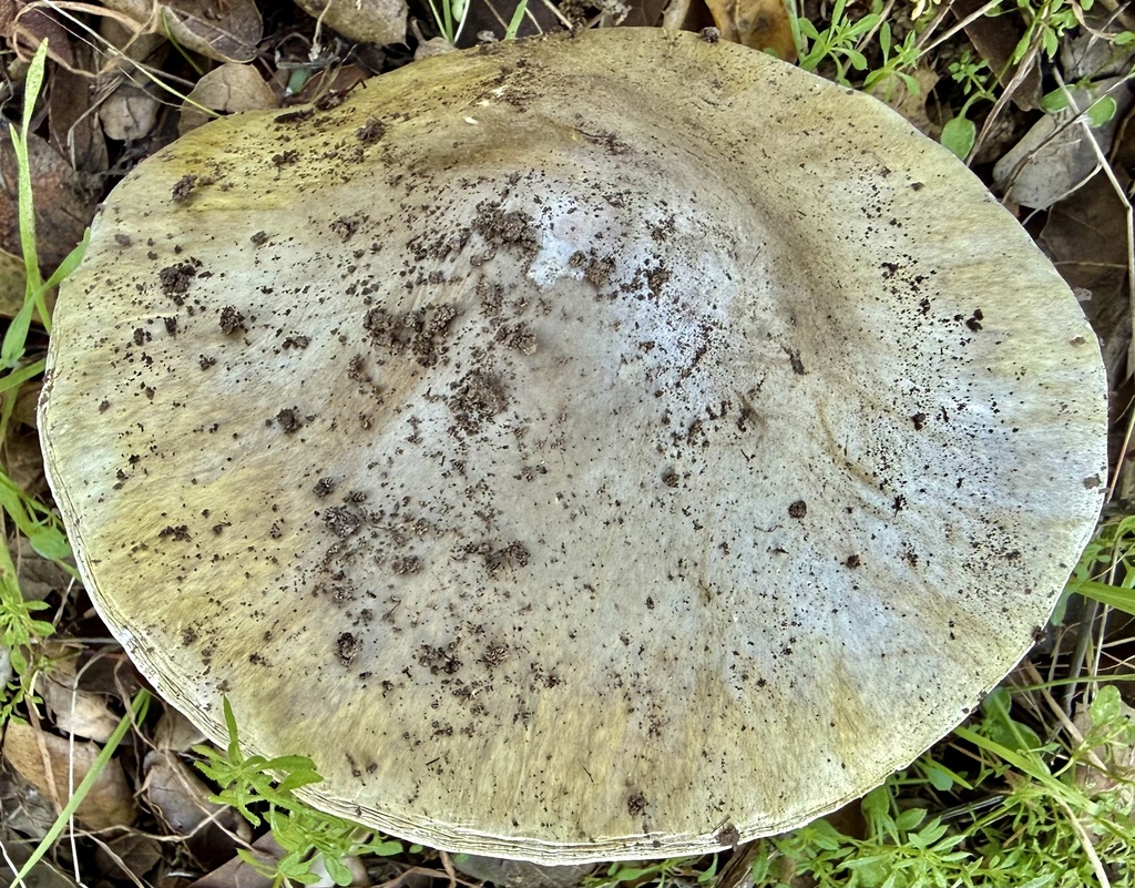 Amanita phalloides · January 2026 · photo: © hllrnnr (iNaturalist, cc0)