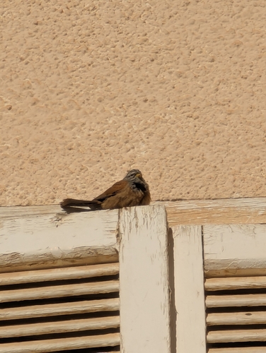 House Bunting