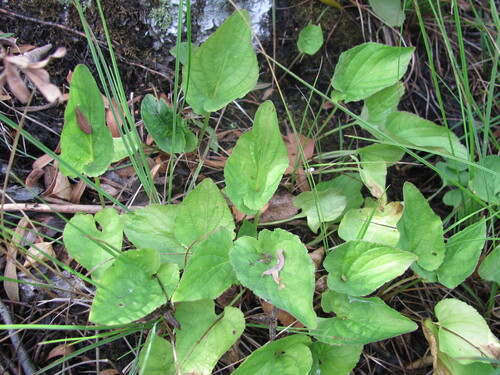 bog violet (Viola uliginosa)
