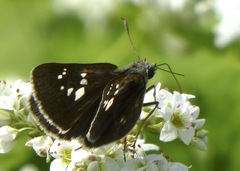 Polytremis pellucida