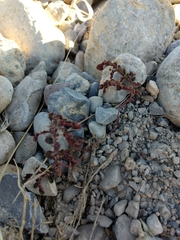 Euphorbia prostrata