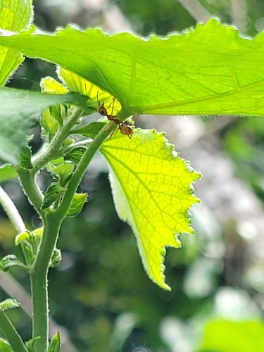 Oecophylla smaragdina