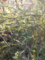 Vachellia farnesiana