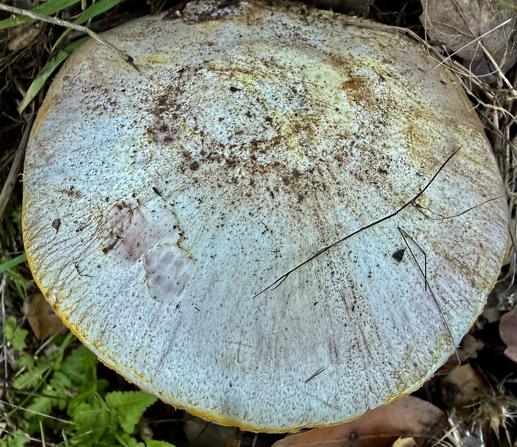 Agaricus xanthodermus · January 2026 · photo: © hllrnnr (iNaturalist, cc0)