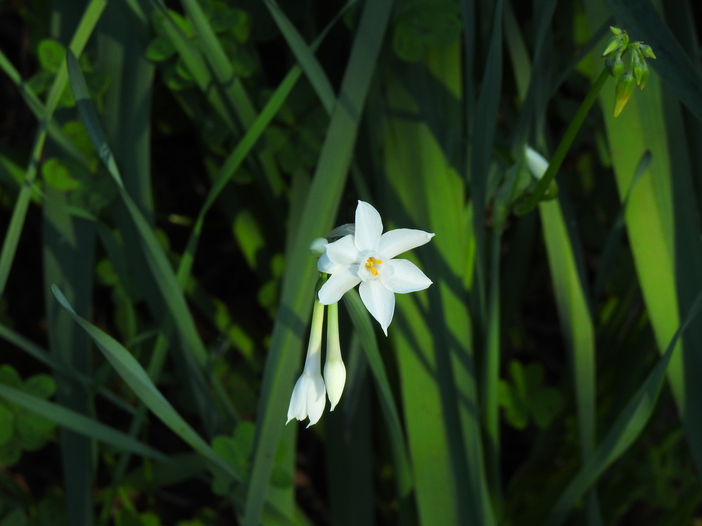 Hoa bách thủy tiên – Narcissus papyraceus