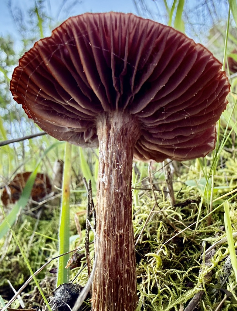 Laccaria amethysteo-occidentalis · January 2026 · photo: © hllrnnr (iNaturalist, cc0)