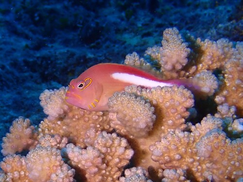 Arc eye (Paracirrhites arcatus) — Cirrhitidae — 2