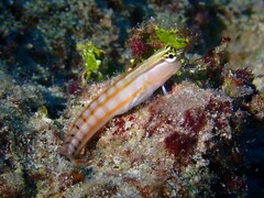 Comical Blenny photo 2