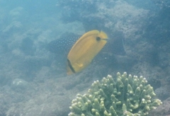 Chaetodon andamanensis
