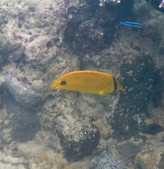 Chaetodon andamanensis