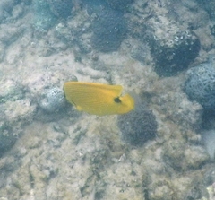 Chaetodon andamanensis