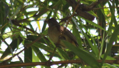 Streak-eared Bulbul (Pycnonotus conradi), photo 4