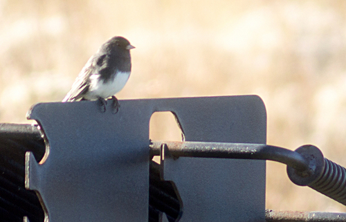 Dark-eyed Junco photographed in Illinois