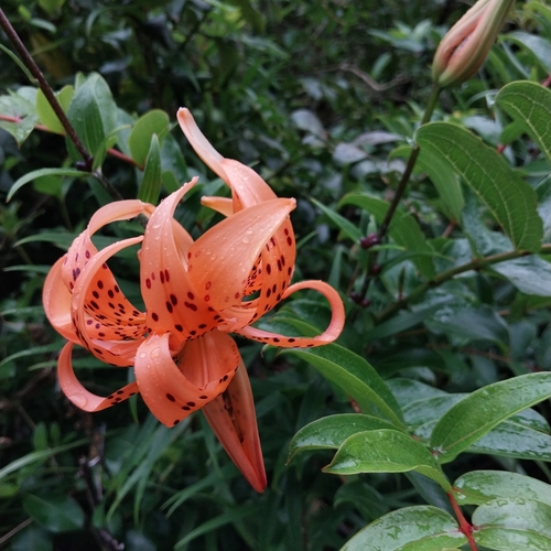Easter lily