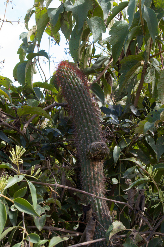 Trichocereus vasquezii
