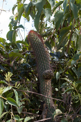 Trichocereus vasquezii