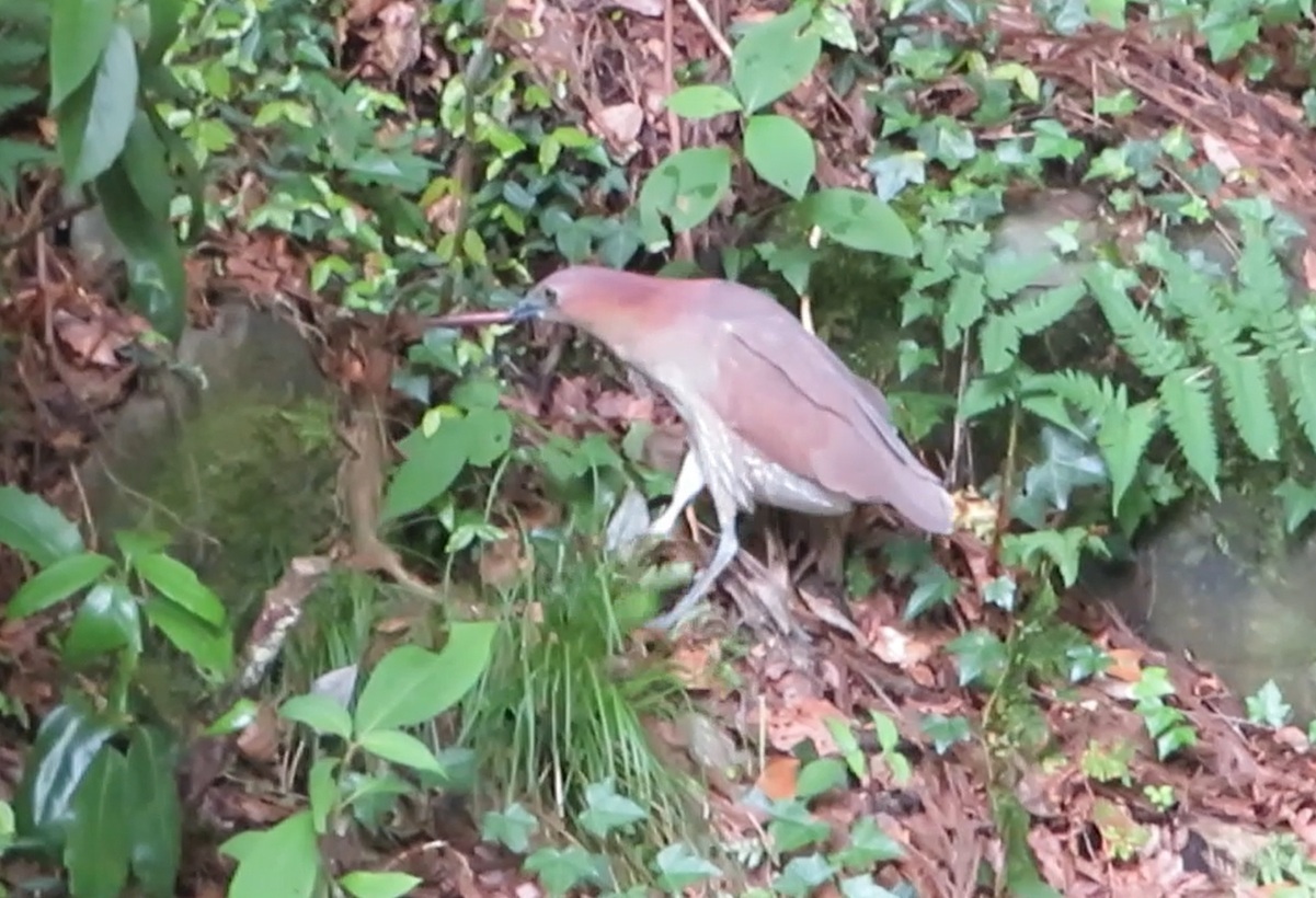 Japanese Night Heron (Gorsachius goisagi), photo 1