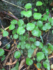 Brachyglottis sciadophila