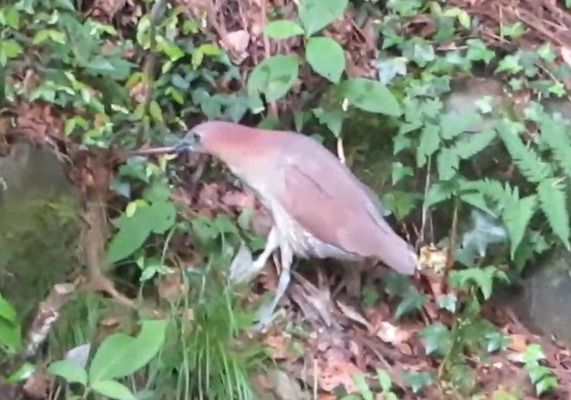 Japanese Night Heron (Gorsachius goisagi), photo 2