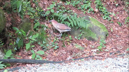 Japanese Night Heron (Gorsachius goisagi), photo 5