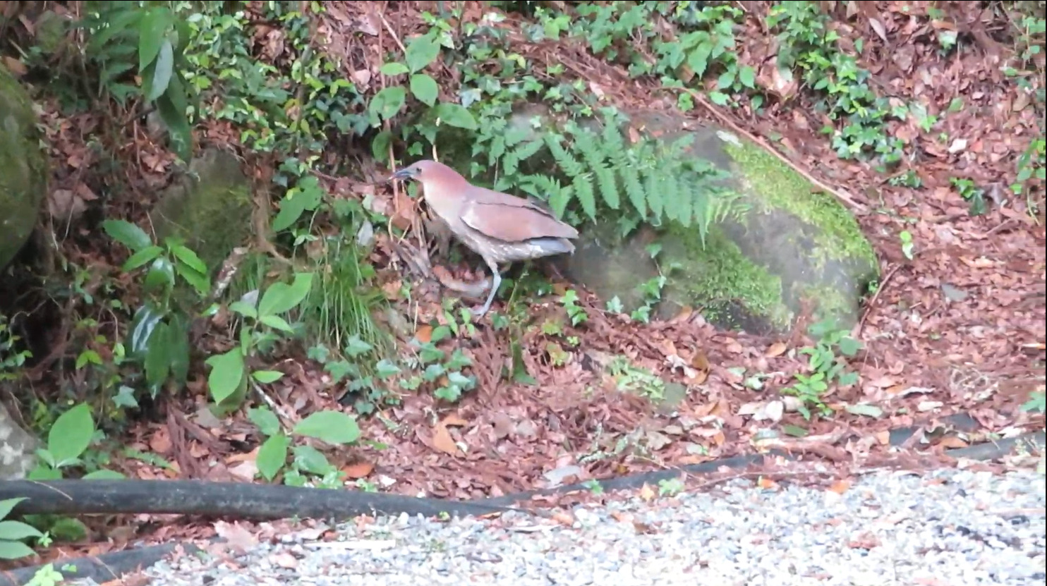 Japanese Night Heron (Gorsachius goisagi), photo 7