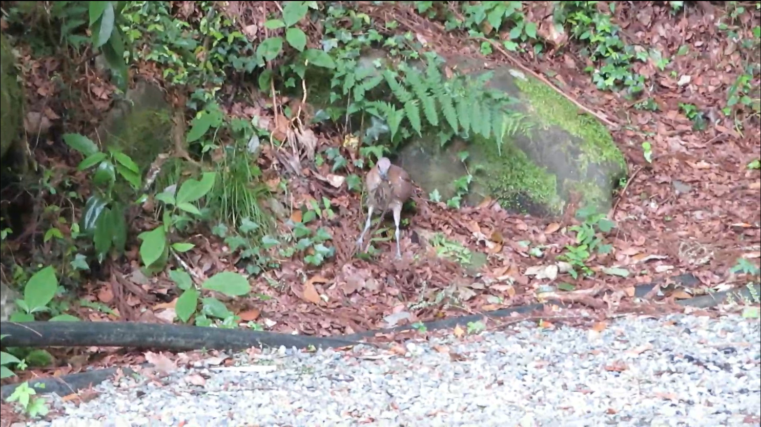 Japanese Night Heron (Gorsachius goisagi), photo 8