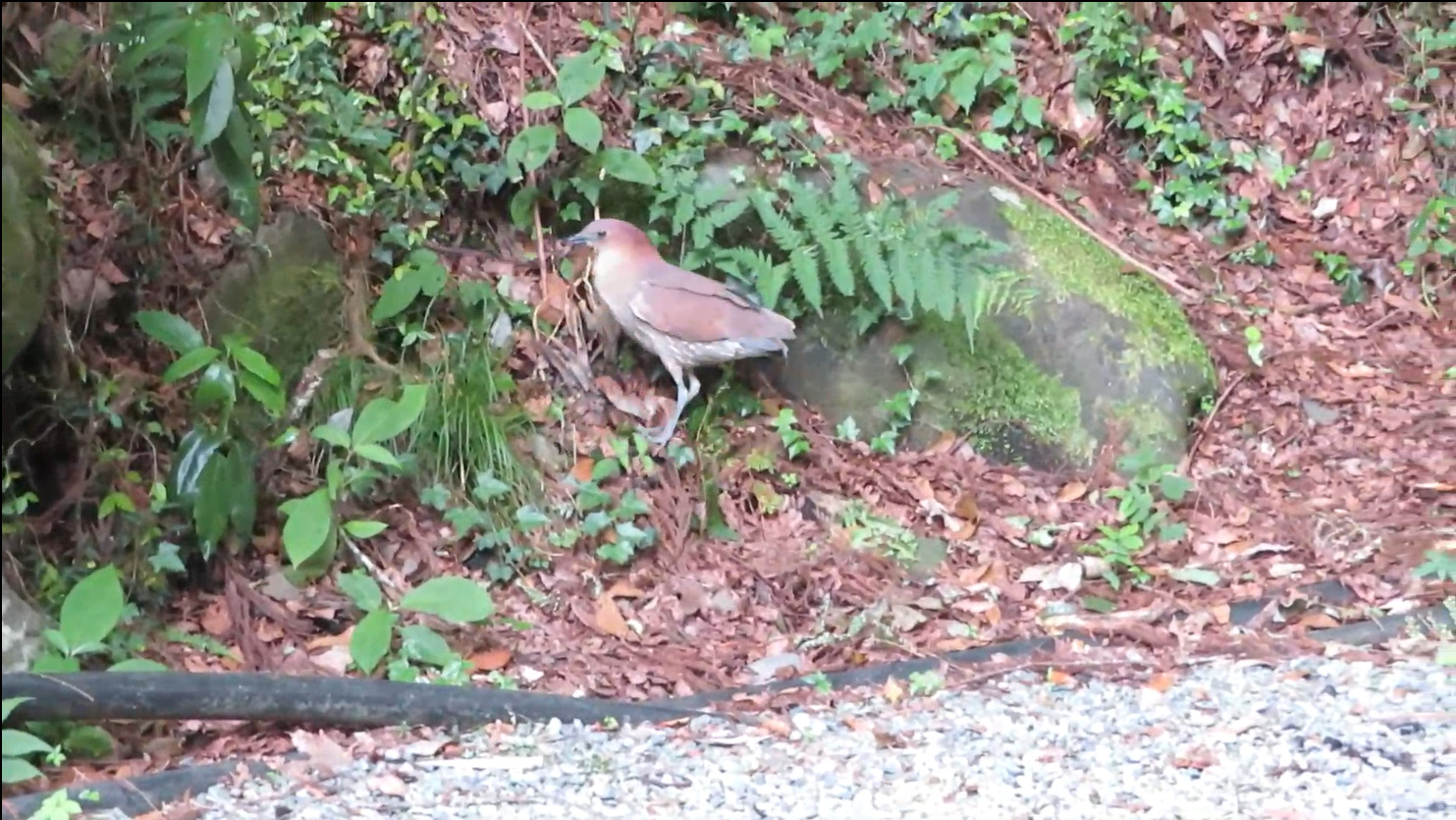 Japanese Night Heron (Gorsachius goisagi), photo 10