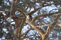 Dendrocopos major