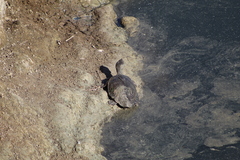 Phrynops hilarii