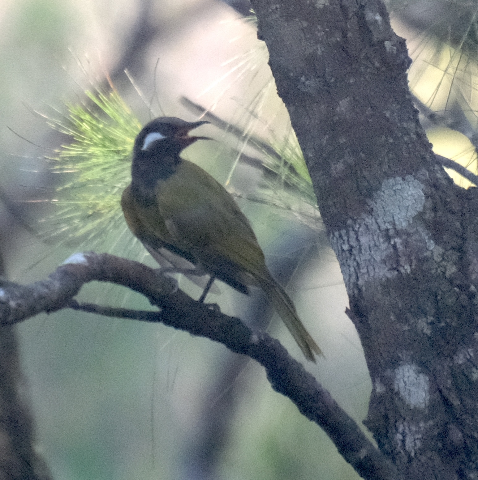 White-eared Honeyeater (Nesoptilotis leucotis), photo 1