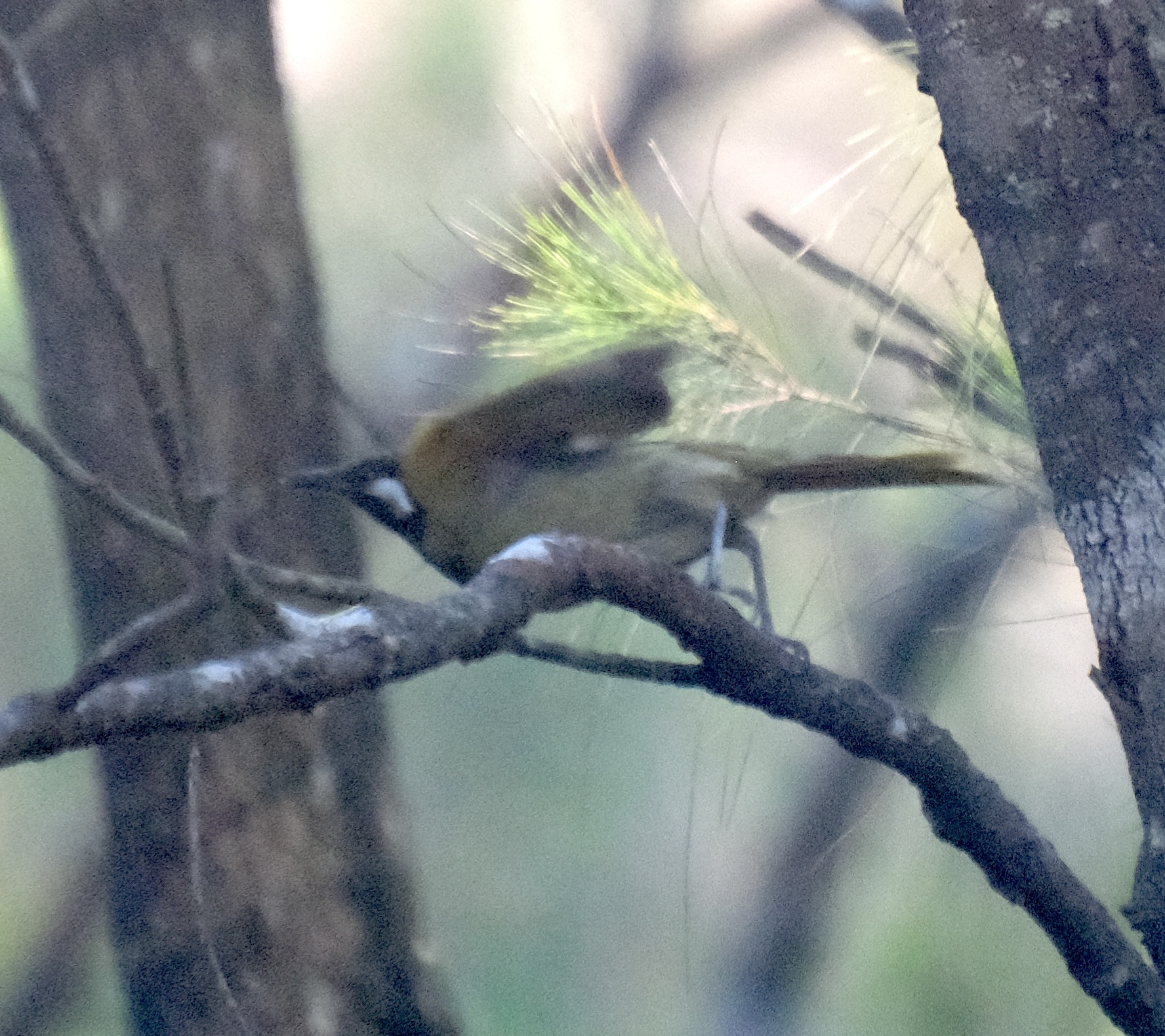White-eared Honeyeater (Nesoptilotis leucotis), photo 2