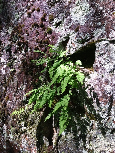rusty woodsia (Woodsia ilvensis)