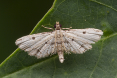 Sufetula