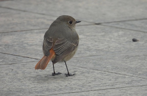 Hodgson's Redstart