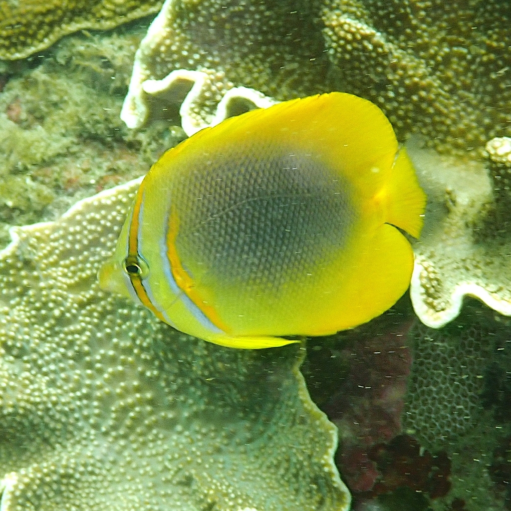 Gold-banded butterflyfish (Chaetodon aureofasciatus) — Chaetodontidae