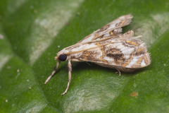 Paracataclysta fuscalis