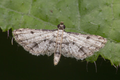 Sufetula