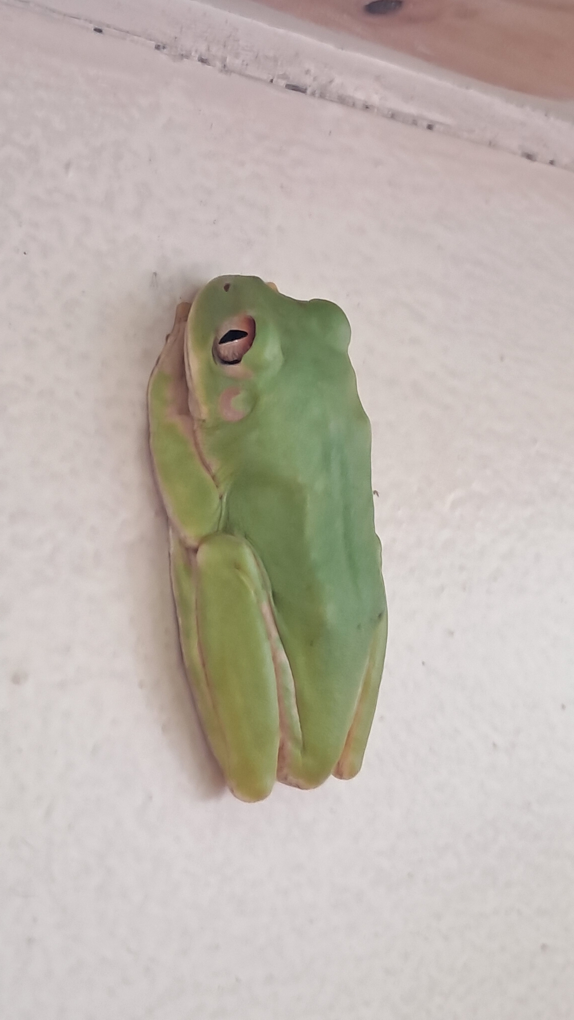 Leptopelis natalensis (Smith, 1849)