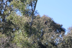 Parabuteo unicinctus